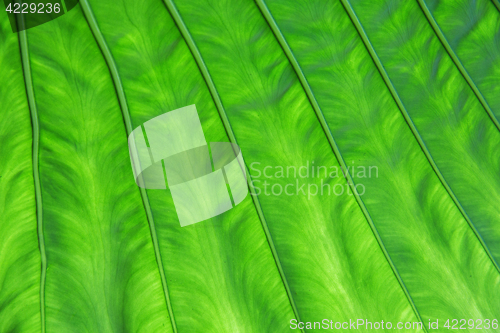 Image of green palm tree leaf texture