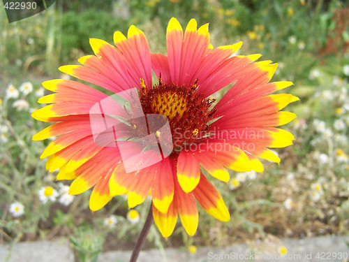 Image of Sun bride flower