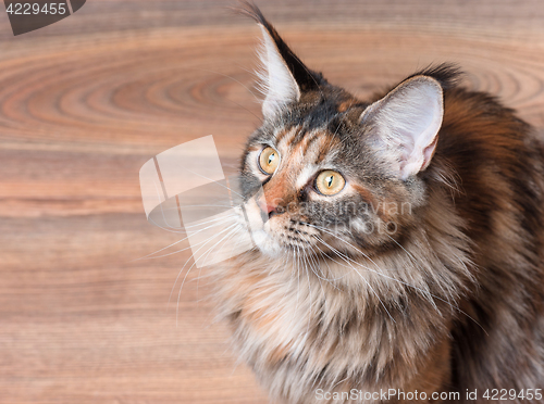 Image of Portrait of Maine Coon cat