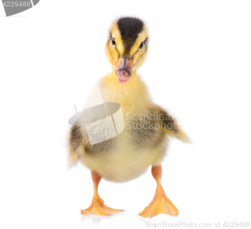 Image of Cute little duckling