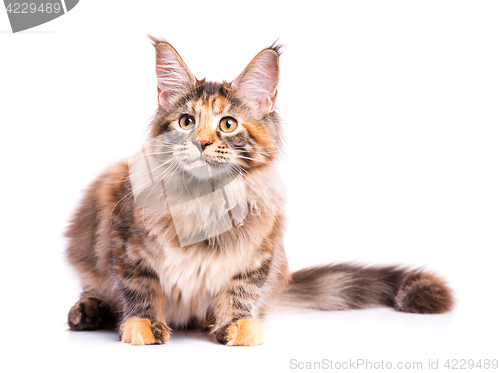 Image of Maine Coon kitten