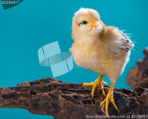 Image of Cute newborn chicken