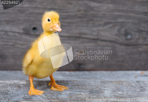 Image of Cute newborn duckling