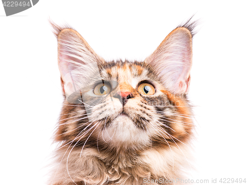 Image of Portrait of Maine Coon kitten