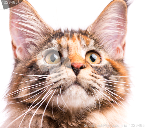 Image of Portrait of Maine Coon kitten