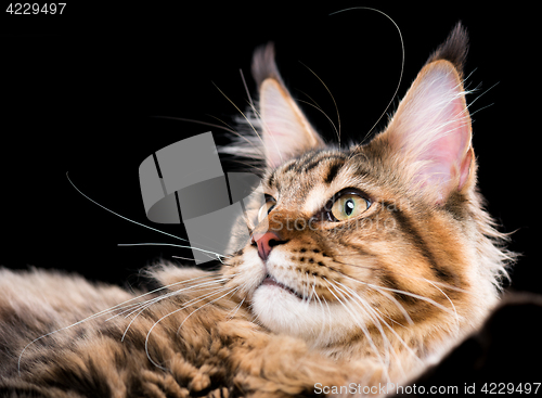 Image of Portrait of Maine Coon cat