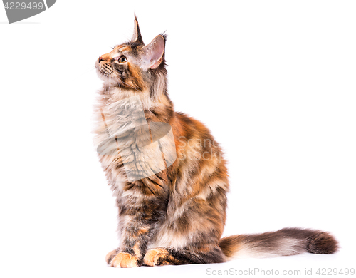 Image of Portrait of Maine Coon kitten