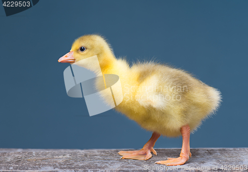 Image of Cute little newborn gosling