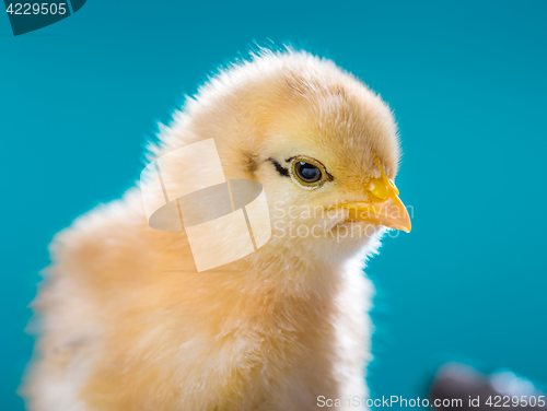 Image of Cute newborn chicken