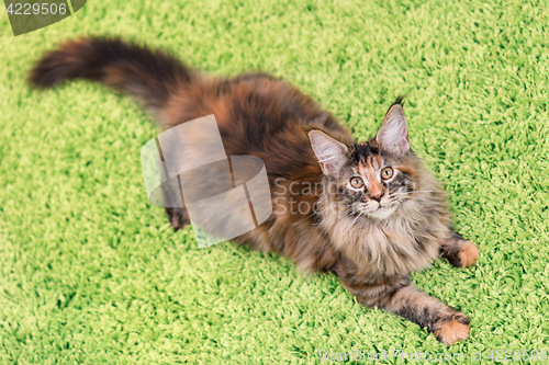 Image of Maine Coon kitten