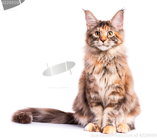 Image of Maine Coon kitten