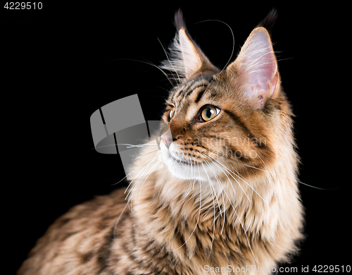 Image of Portrait of Maine Coon cat