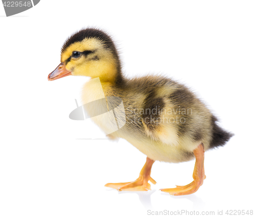 Image of Cute little duckling