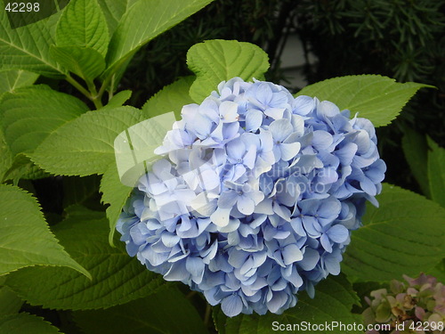 Image of My Blue Hydrangea