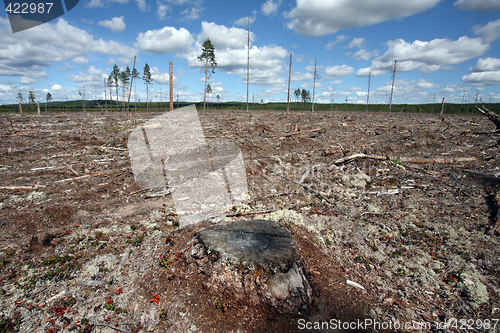 Image of Destruction Forest Felling of natural forest, north Sweden