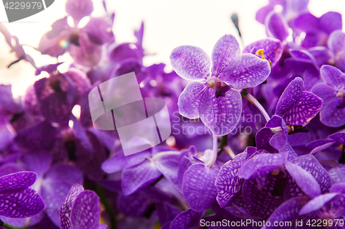 Image of violet or purple ascocenda orchid flowers