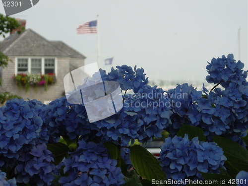 Image of Cape Cod Patriotism