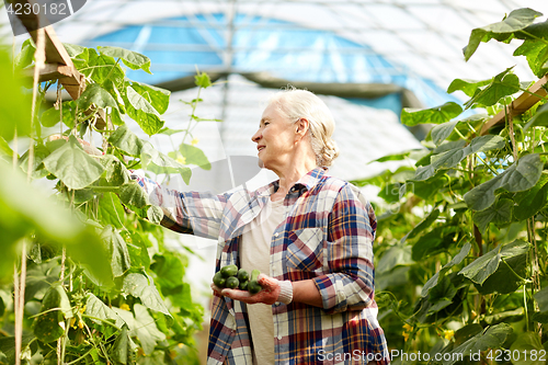 Image of old woman picking cucumbers up at farm greenhouse