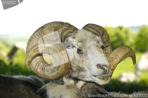 Image of Goat with big horns