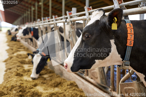 Image of herd of cows eating hay in cowshed on dairy farm