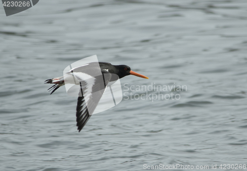 Image of Oystercatcher, tjeld