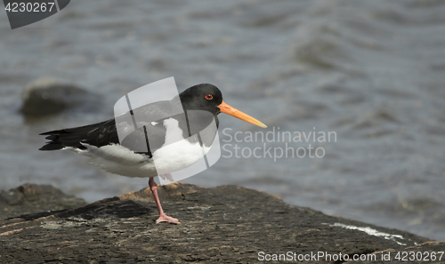 Image of Oystercatcher, tjeld