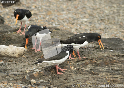 Image of Oystercatcher, tjeld