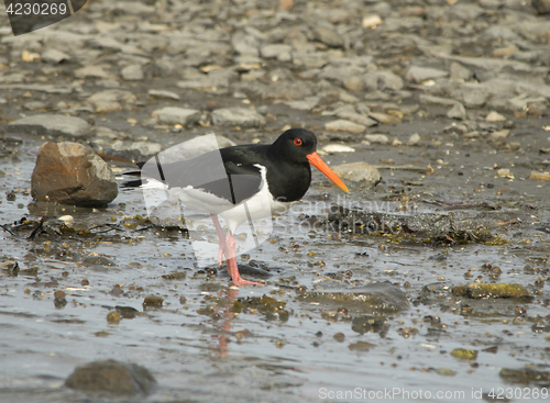 Image of Oystercatcher, tjeld