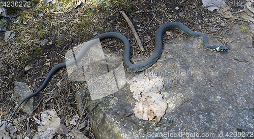 Image of grass-snake 