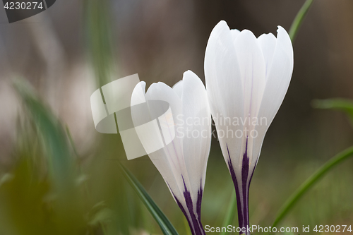 Image of White crocus flowers closeup