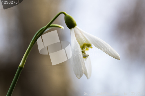 Image of Beautiful snowdrop flower