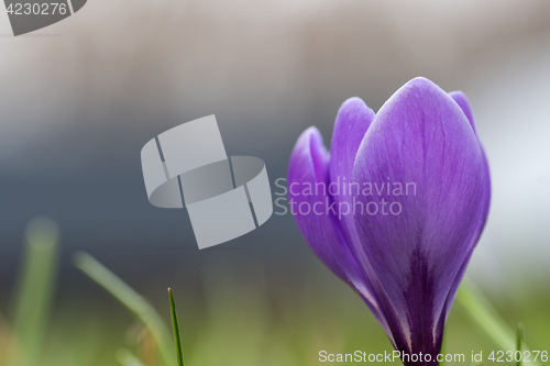 Image of Lilac crocus flower closeup