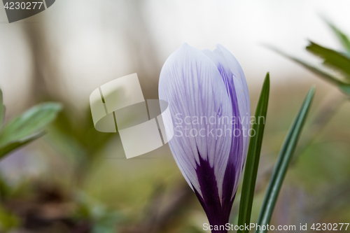 Image of Blueish Crocus flower closeup