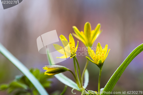 Image of Springtime flowers closeup