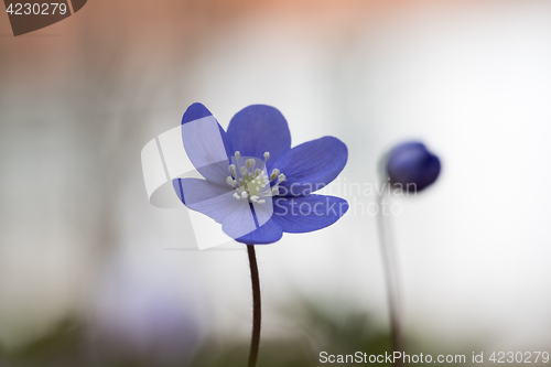 Image of Blue anemone closeup