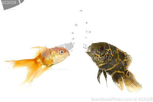 Image of Goldfish and tiger oscar fish