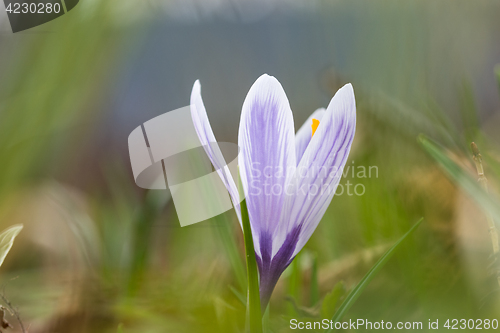 Image of Blossom blueish crocus flower