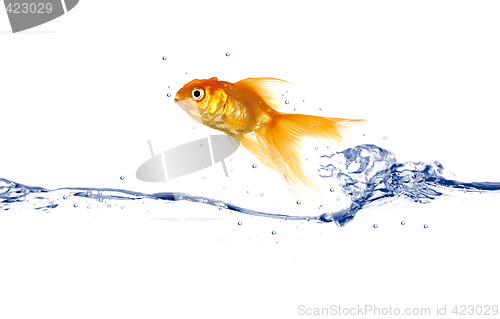 Image of Goldfish jumping