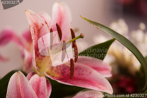 Image of close up colorful flowers