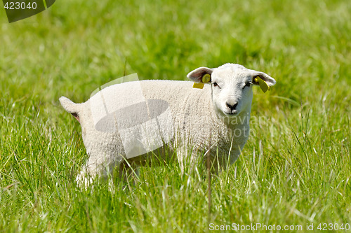 Image of Lamb looking