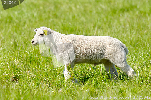 Image of Lamb