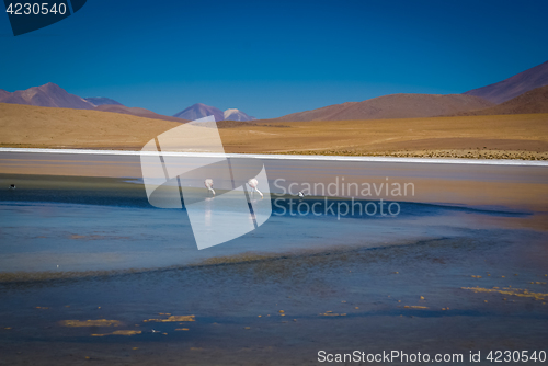 Image of Two flamingoes in Bolivia
