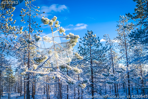 Image of Forest covered in snow