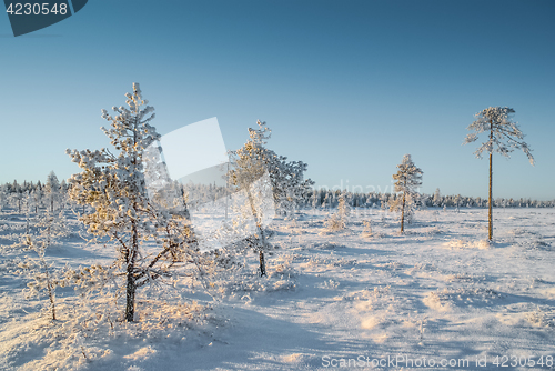 Image of Country in winter