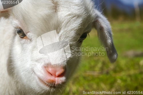 Image of Small white kid