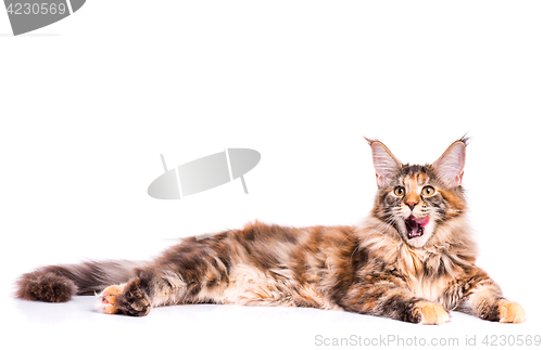 Image of Maine Coon kitten