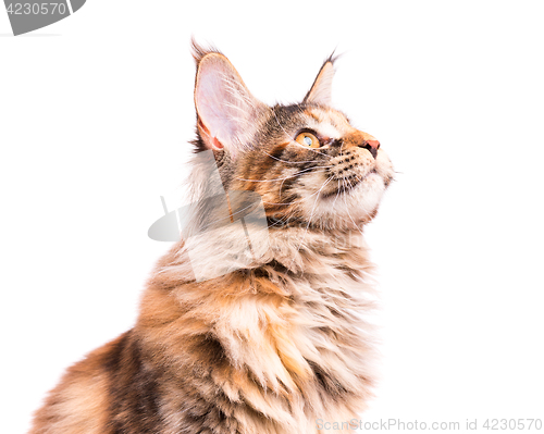 Image of Portrait of Maine Coon kitten