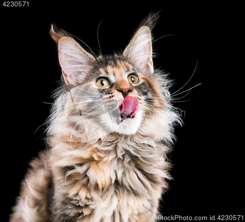 Image of Portrait of Maine Coon kitten