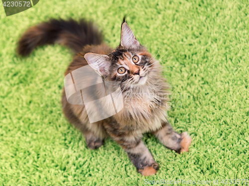 Image of Maine Coon kitten