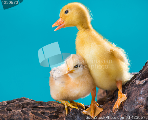 Image of Cute gosling and chicken